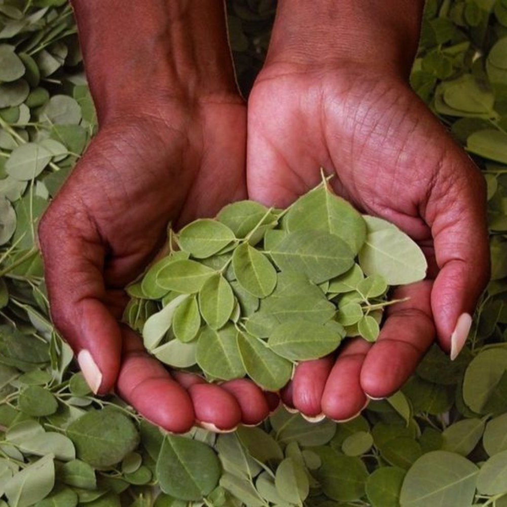 poudre de moringa masque